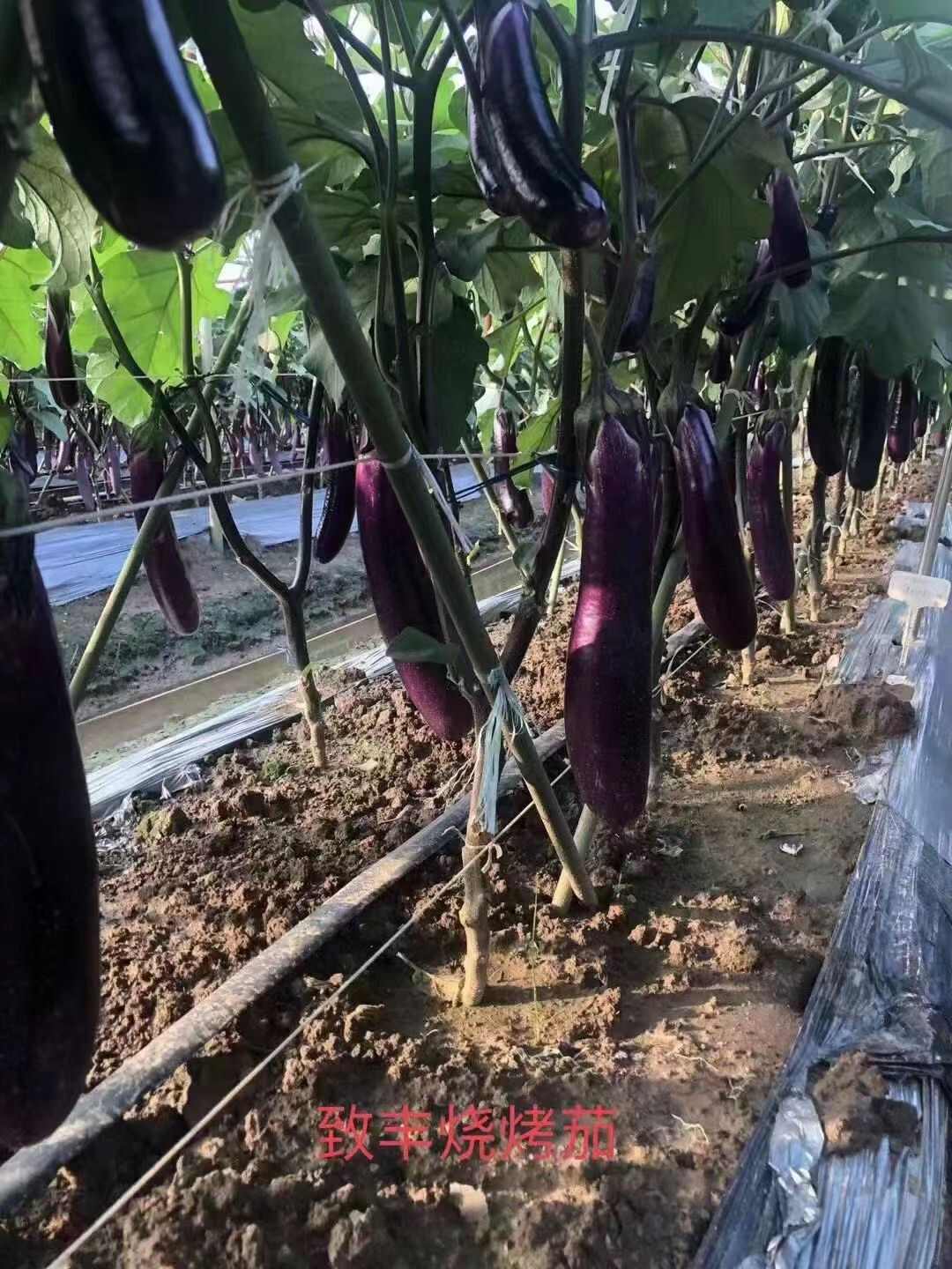 正品致丰烧烤茄种子正源种籽深紫色烧烤茄子种籽果肉白色春秋茄子