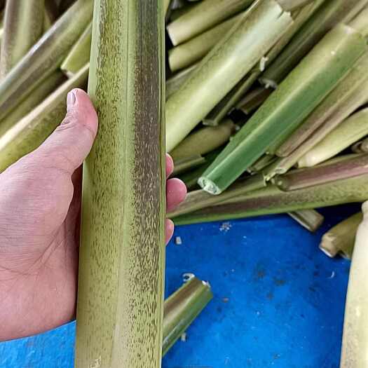 丘北县茭白