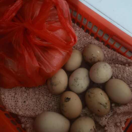 启东市鸡蛋