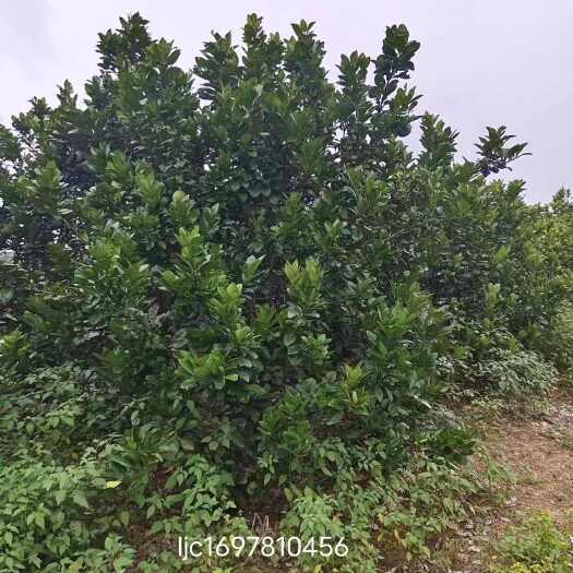 南宁泰国青柚ljc1697810456   高3.5－4.5米