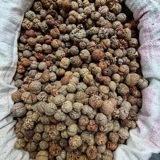 容县广西大草寇广西草寇草扣中草寇海南草寇