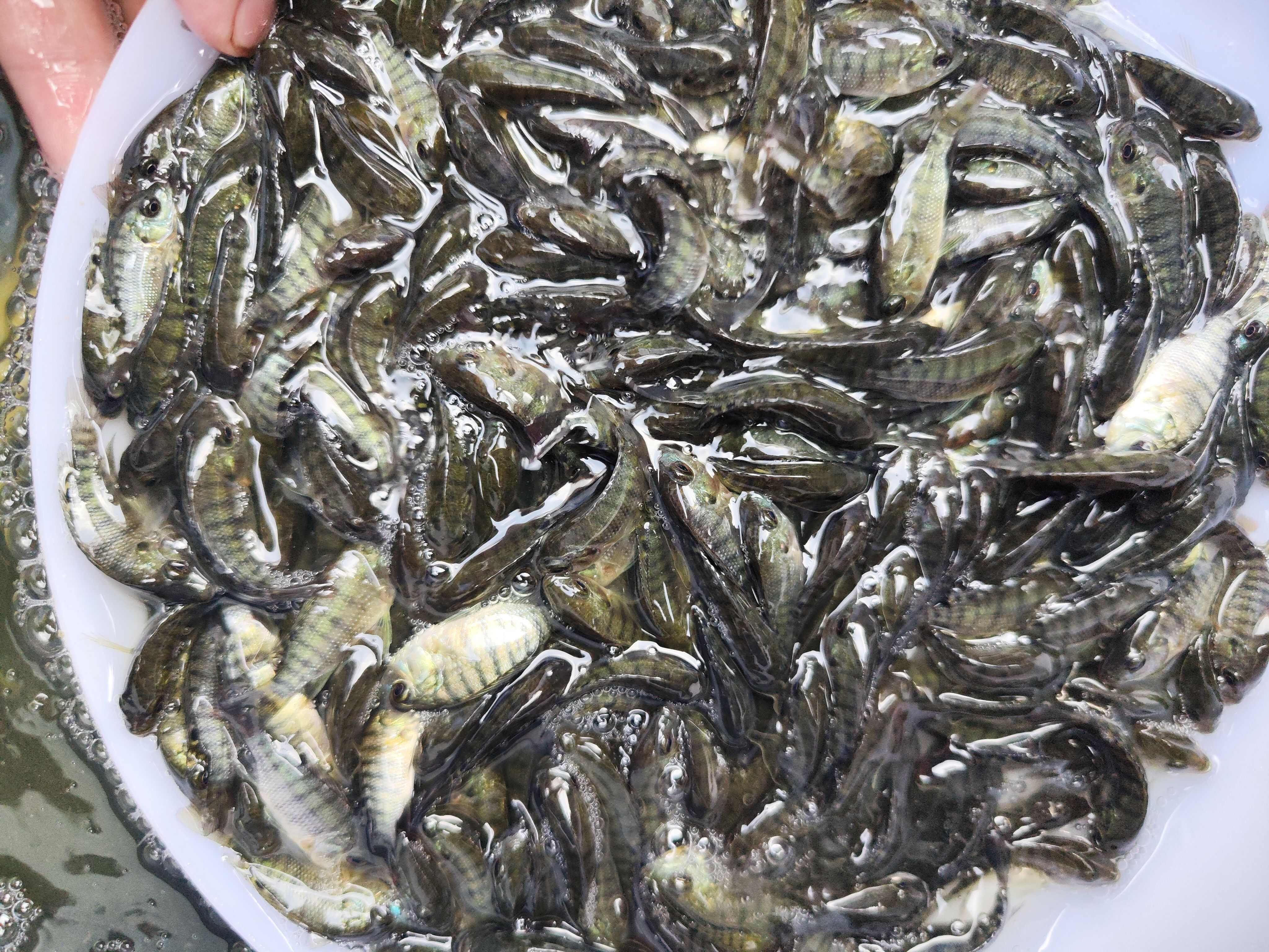 羅非魚苗，鮮活魚苗，漲勢快，基地直發(fā)，送貨上門，提供養(yǎng)殖技術(shù)