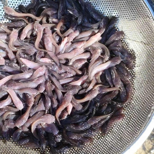 高州市优质塘角鱼苗供应 水产种苗批发与零售
