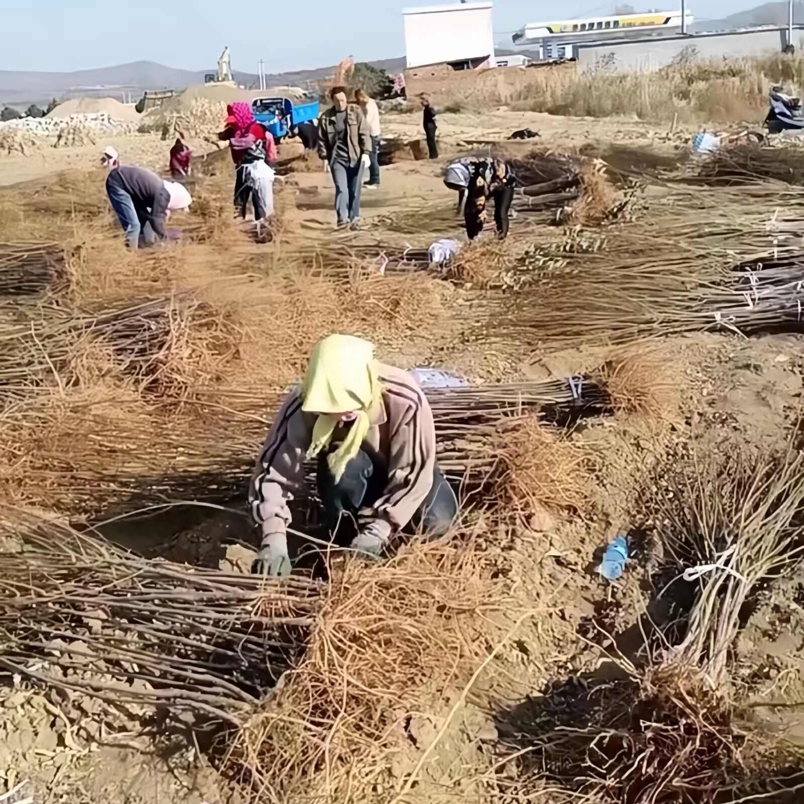 大红袍李子树苗 基地现起现发 耐寒新品种李子树苗 辽宁果树苗