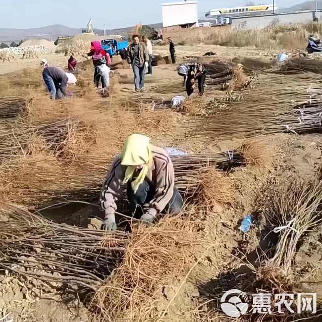 大红袍李子树苗 基地现起现发 耐寒新品种李子树苗 辽宁果树苗