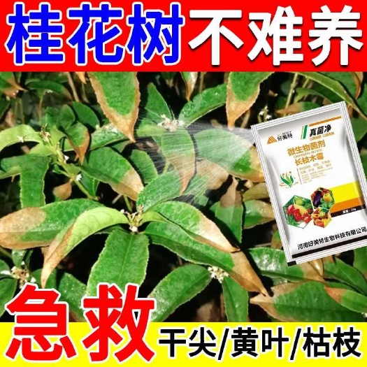 栾川县桂花树枯叶干尖肥料专用肥叶子发黄掉叶专用药桂花黑斑病正品菌剂