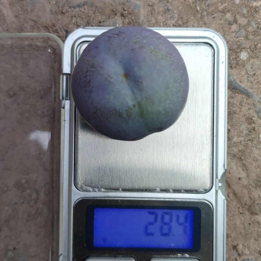 绥江县五月脆