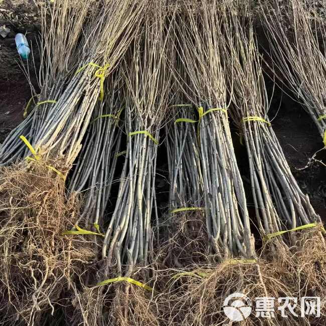 红心李子树苗 基地现起现发 耐寒新品种李子树苗 辽宁果树苗