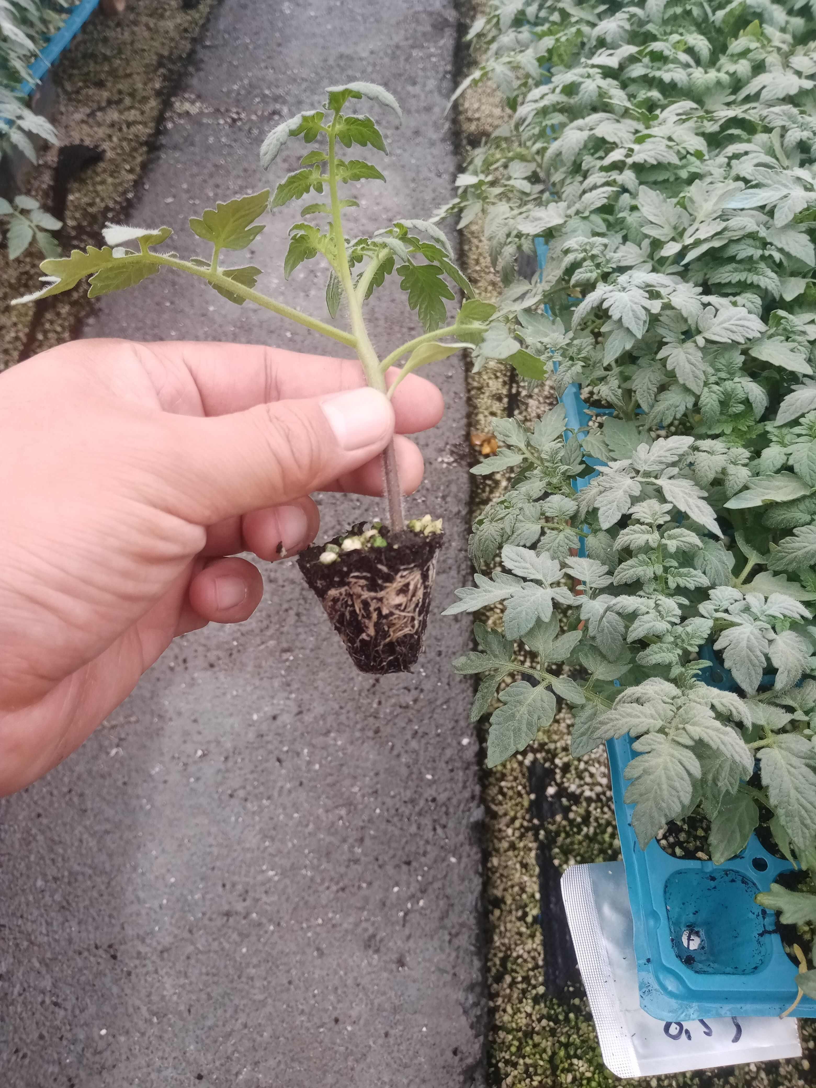 小番茄苗小西红柿苗黄花生番茄苗黄花生西红柿苗，黄花生圣女果苗
