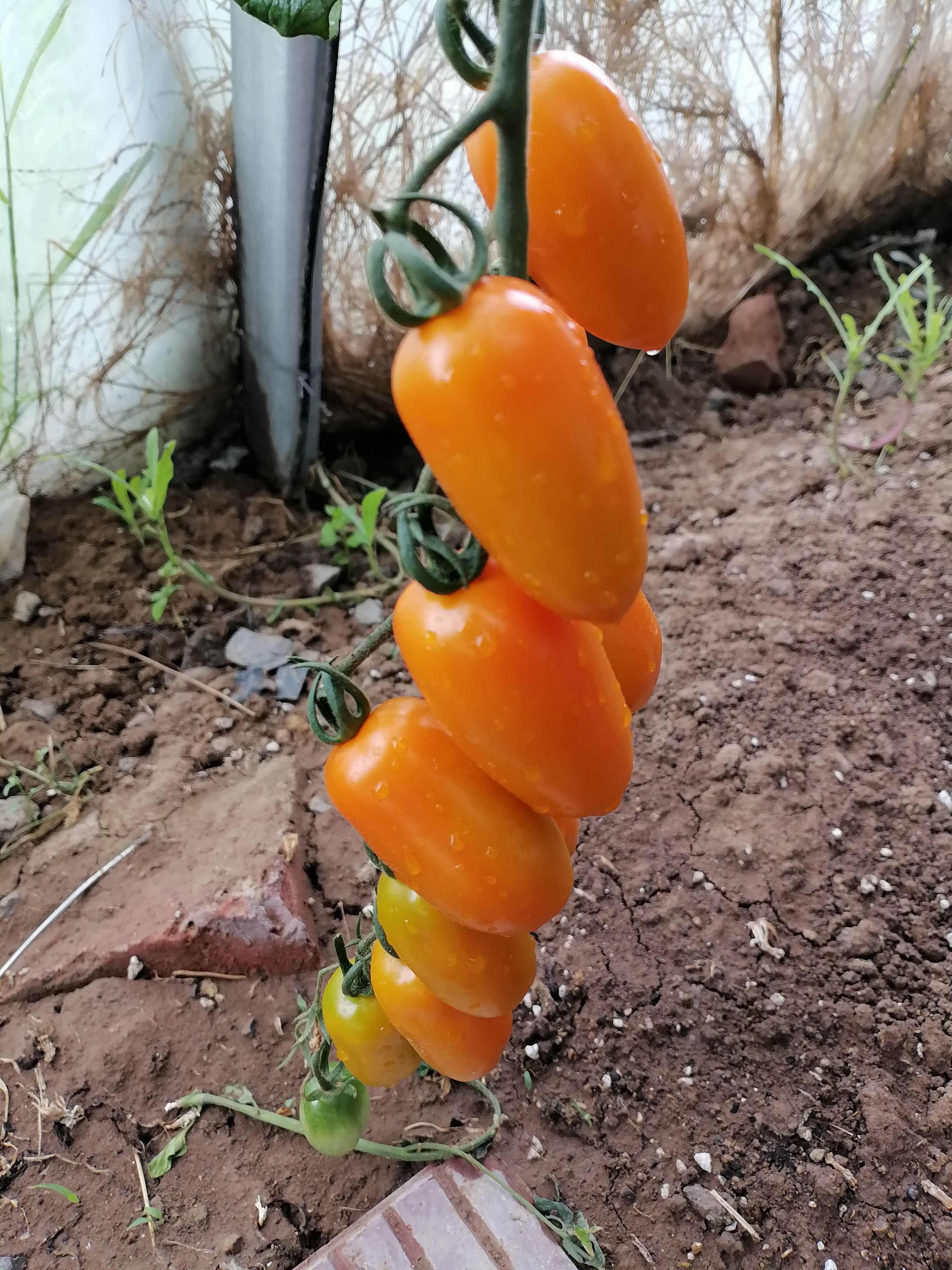 小番茄苗小西红柿苗黄花生番茄苗黄花生西红柿苗，黄花生圣女果苗