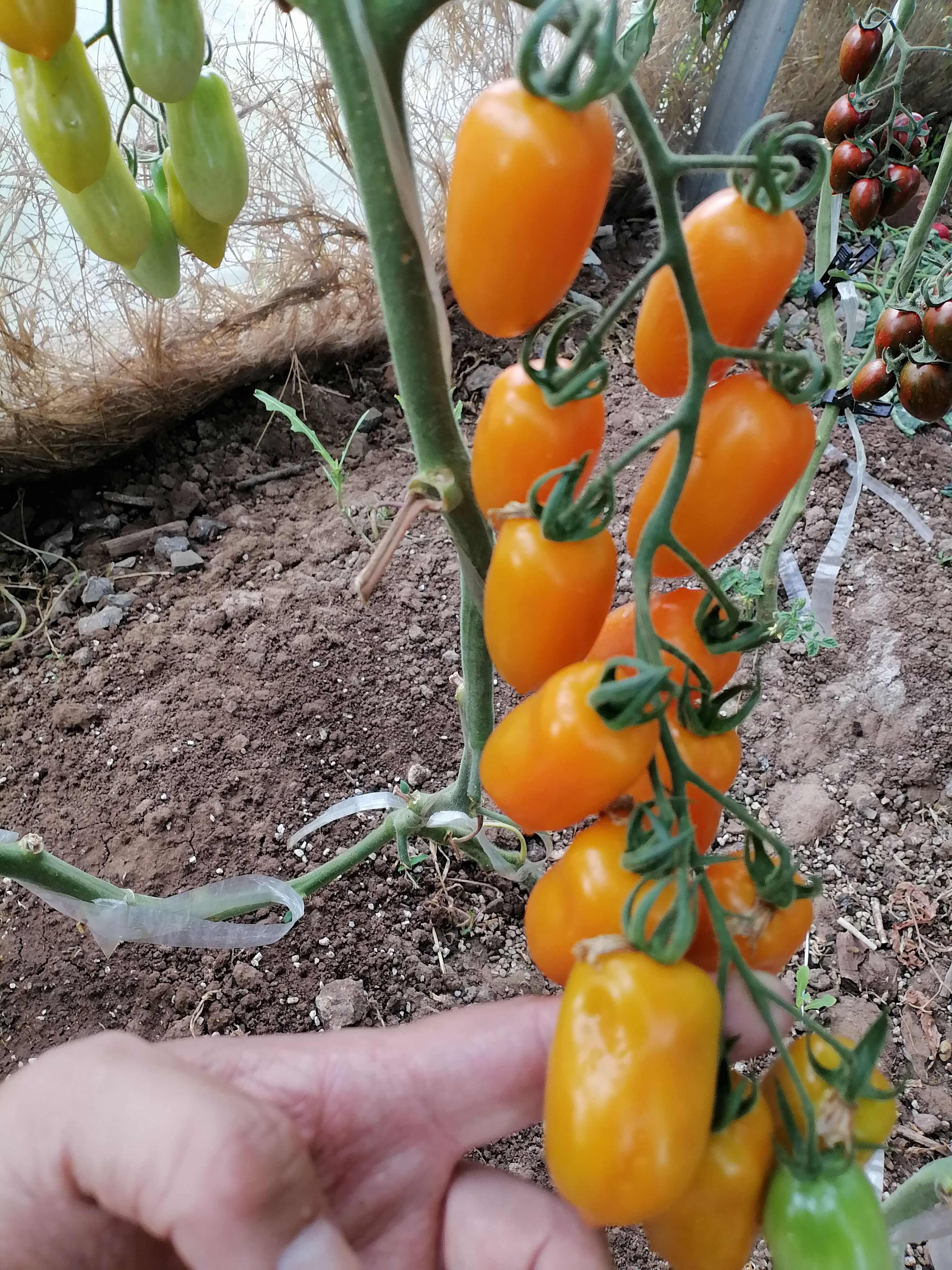 小番茄苗小西红柿苗黄花生番茄苗黄花生西红柿苗，黄花生圣女果苗