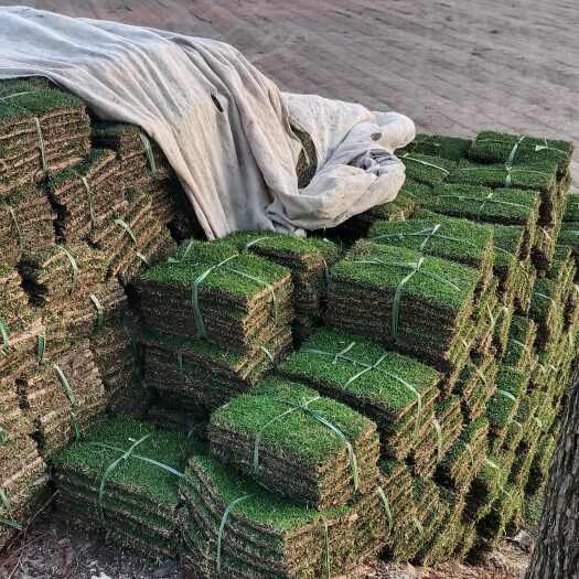绍兴宁波象山马尼拉草坪