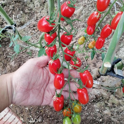 寿光市小番茄苗小西红柿苗红花生番茄苗红花生西红柿苗红花生圣女果苗