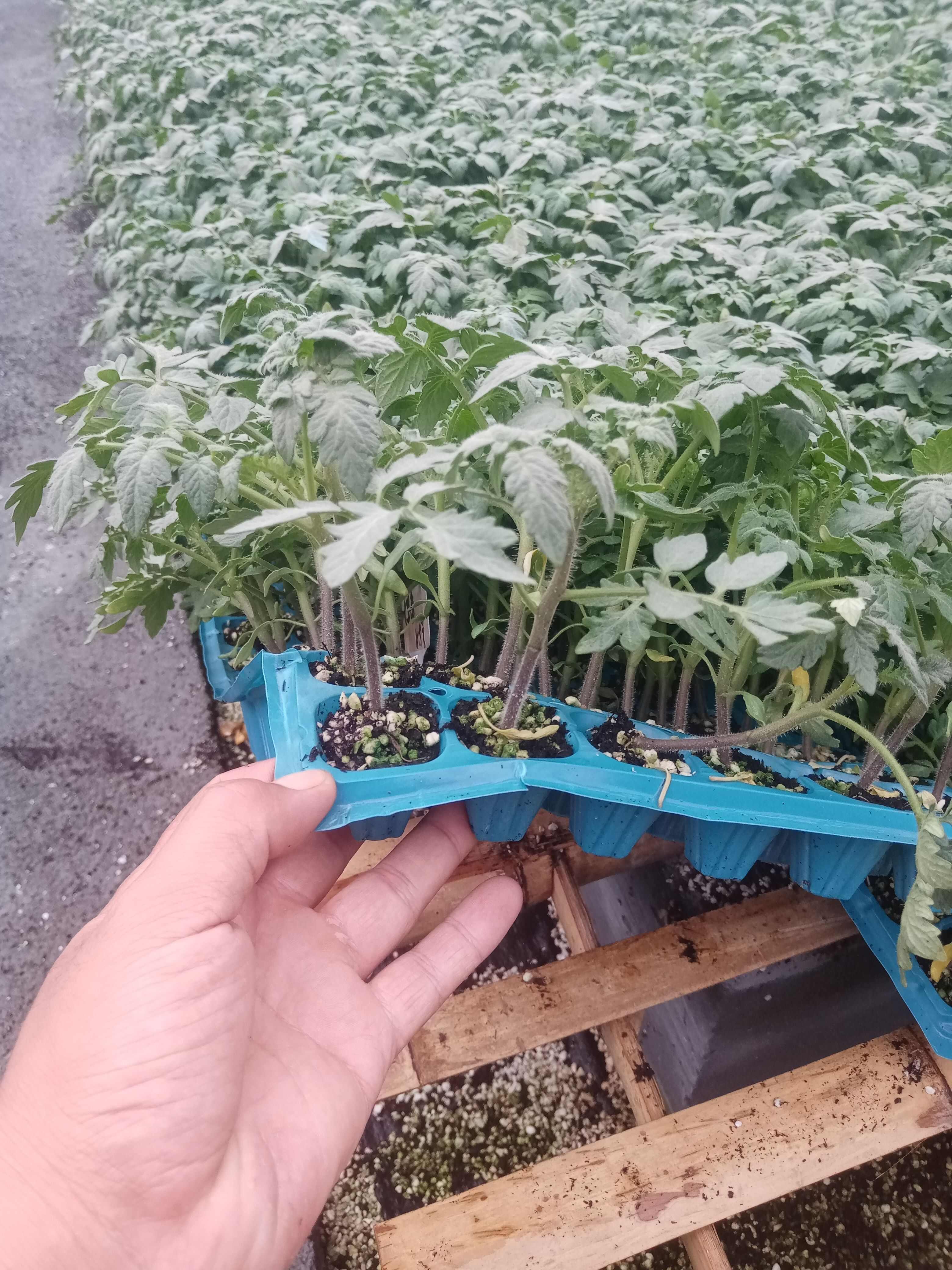 小番茄苗小西红柿苗黄花生番茄苗黄花生西红柿苗，黄花生圣女果苗