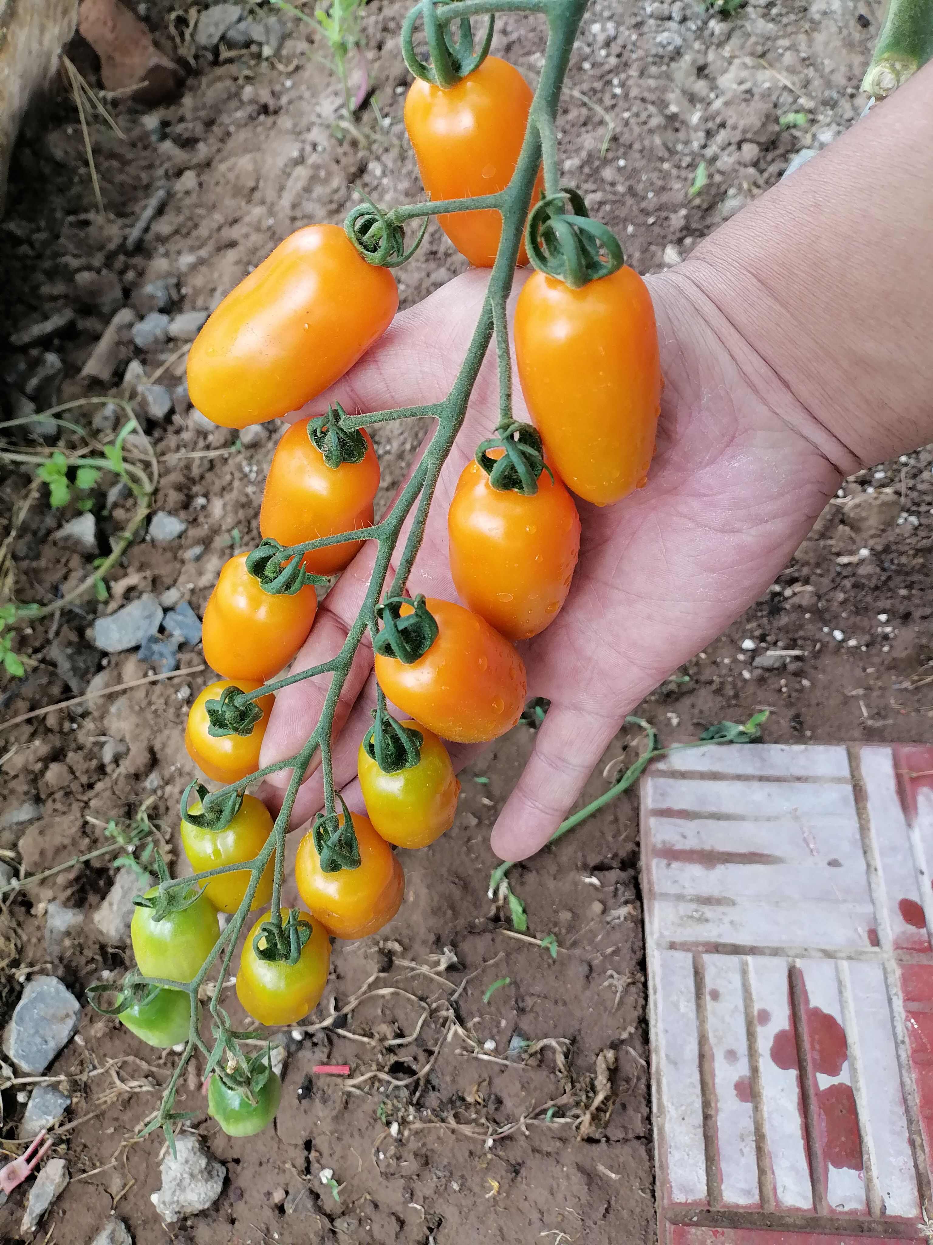小番茄苗小西红柿苗黄花生番茄苗黄花生西红柿苗，黄花生圣女果苗