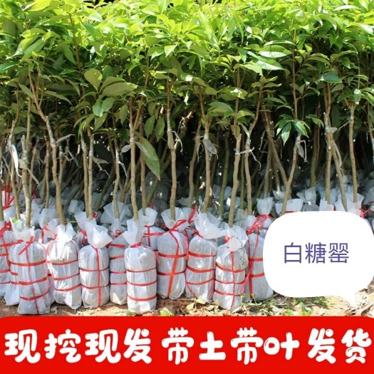 灵山县白糖罂荔枝嫁接果树苗