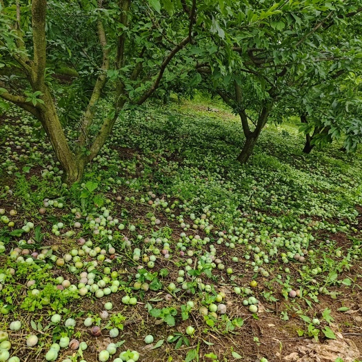 平乐县三华李盐池果大量