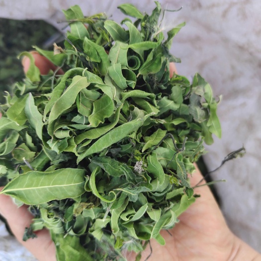 罗布麻