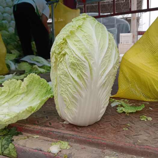 邯郸白菜