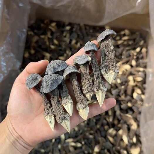  鸡枞菌