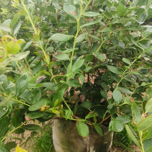 蓝梅苗
