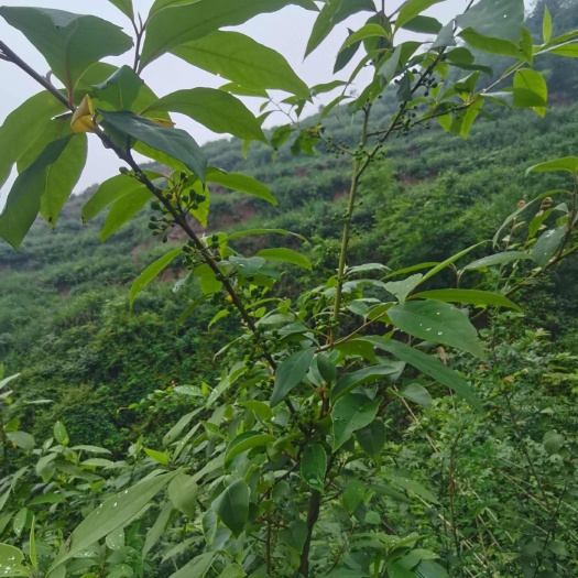 怀化销售鲜（干）木姜子