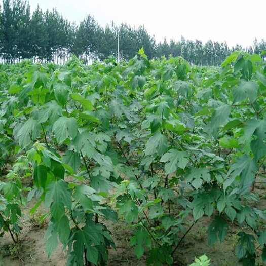 盐城构树树苗 野葡萄树苗  储桃 假杨梅