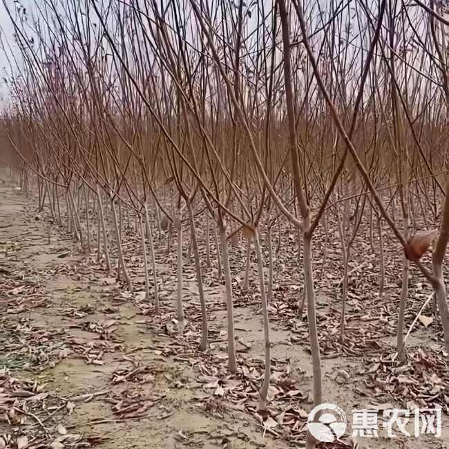 红心李子树苗 基地现起现发 耐寒新品种李子树苗 辽宁果树苗