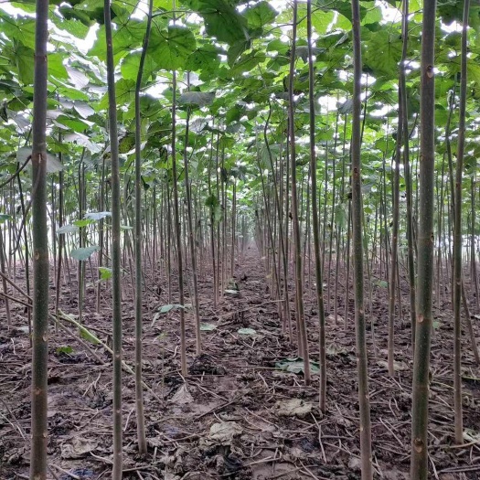 苗圃出售4/50公分精品泡桐梧桐树基地自产自销