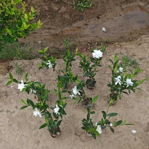栀子花