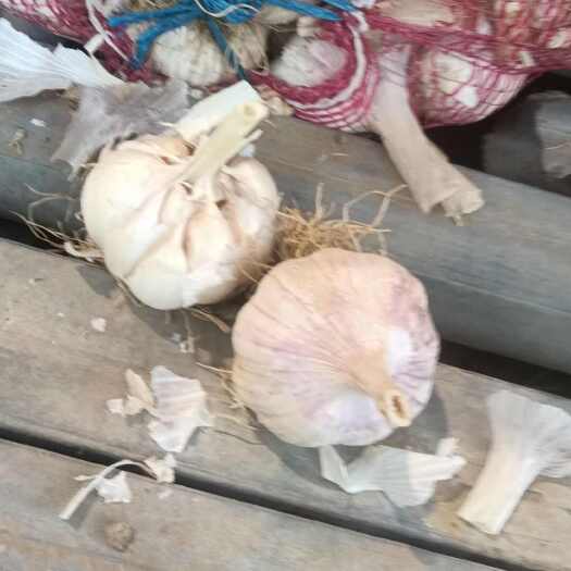 商河县紫皮大蒜