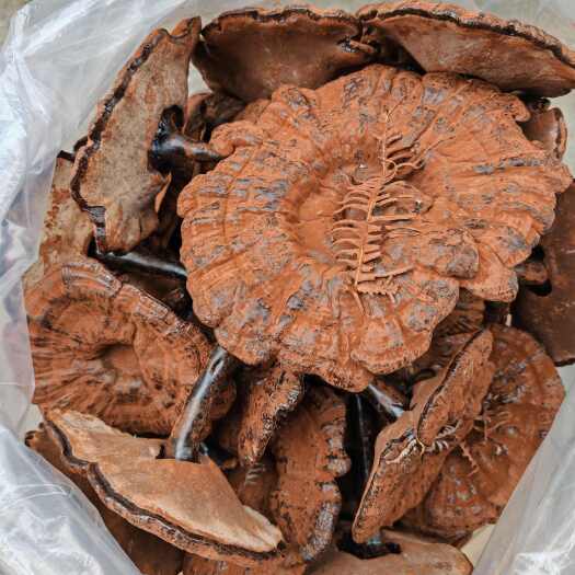 寻乌县江西产地中个紫灵芝黑灵芝长柄长腿精选带粉厚肉煲汤味不苦 靓粉