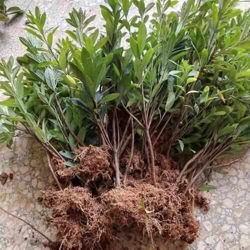 宁波毛娟供应