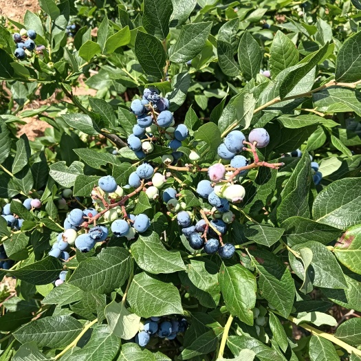 肥城市陆地蓝莓