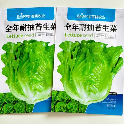 沭阳县耐抽苔生菜种子大棵型四季播生菜蔬菜种子阳台盆栽球生菜