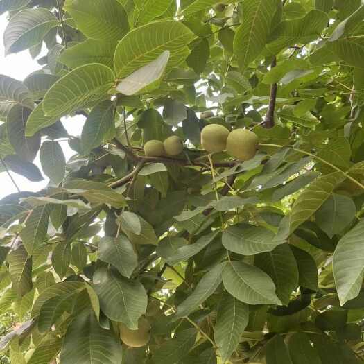 德昌县核桃