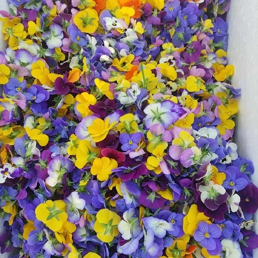 喀喇沁旗花卉