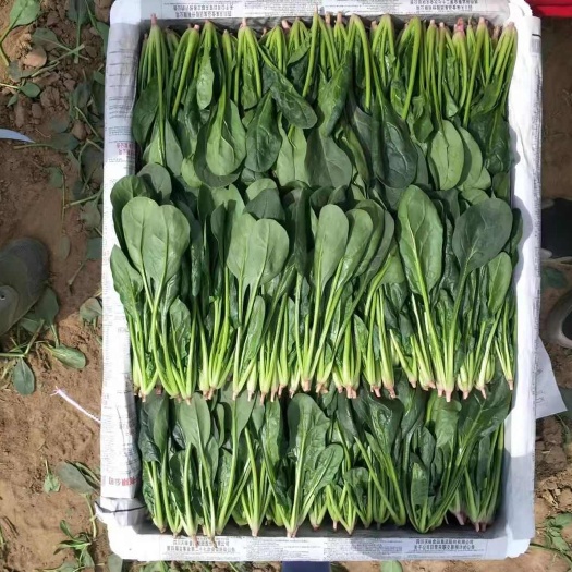 内蒙菠菜 产地直发 质优价廉 持续供货