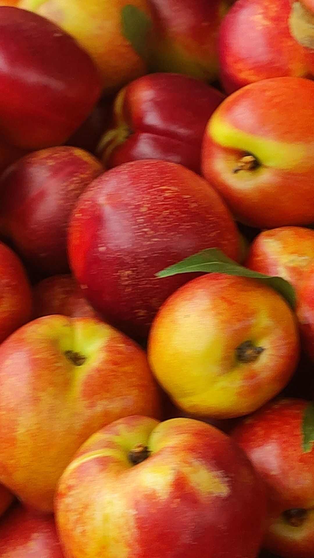 中油十六，十八，金硕油桃