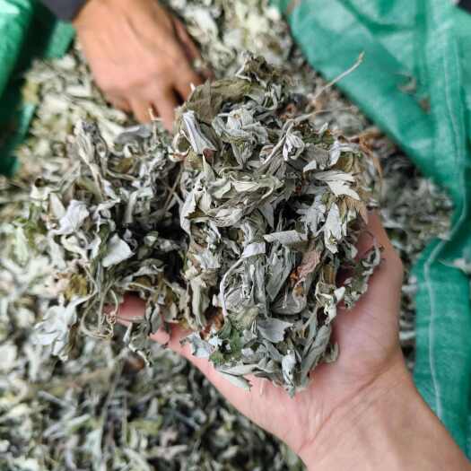 陇西县艾叶，纯叶子