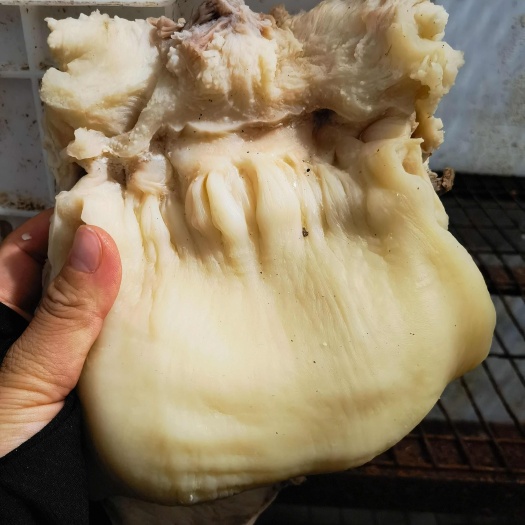 牛小货(六分熟)