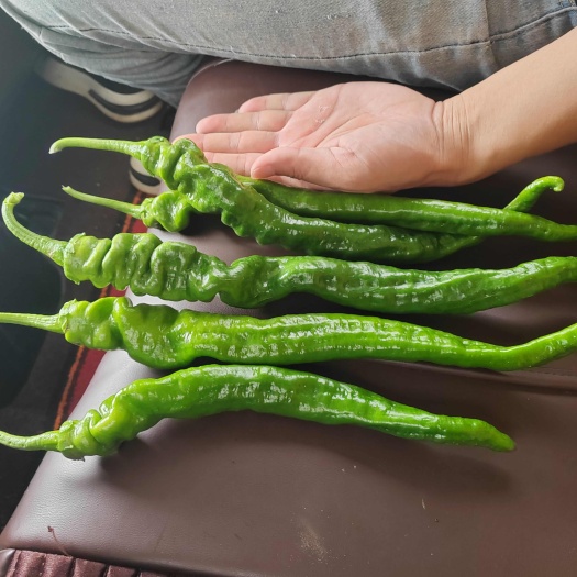 昆明蔬菜辣椒