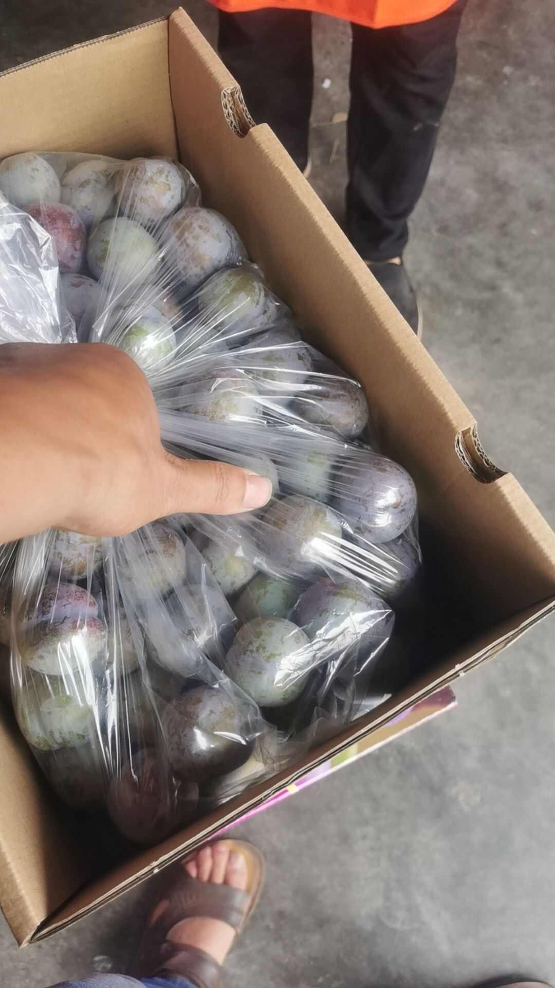 五月脆李子，电商货市场货，大量供应