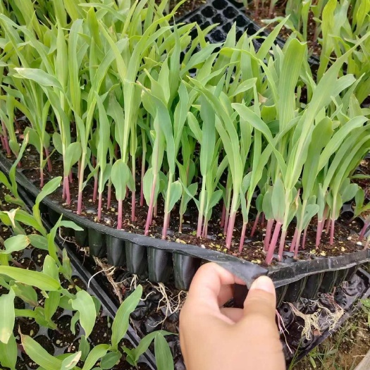 玉米苗复耕复绿专用穴盘苗粗壮成活率高种植效果明显饲料玉米苗