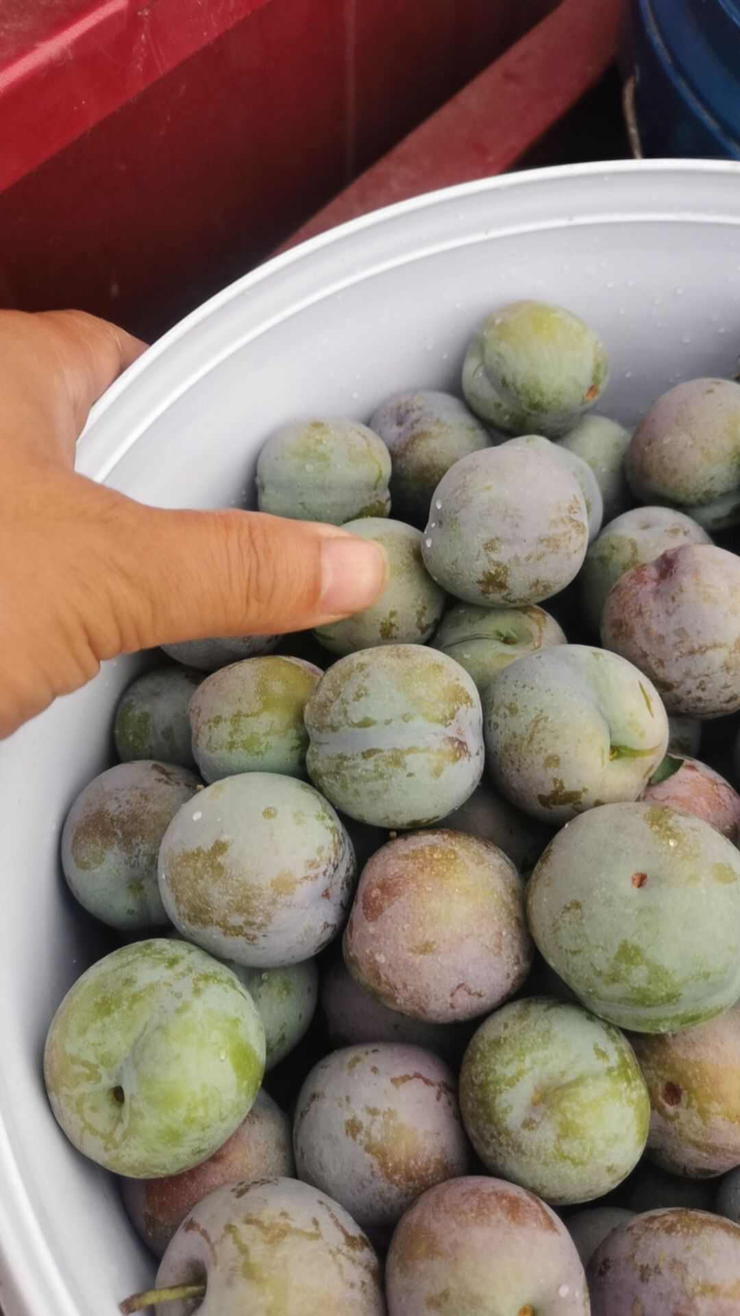 五月脆李子，电商货市场货，大量供应