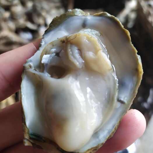 北海广西北部湾本港生蚝，脆口白蚝一手价格，薄利多销