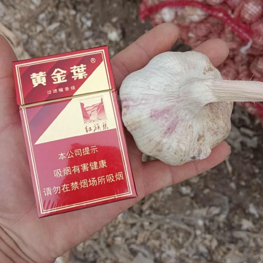 民权县大蒜
