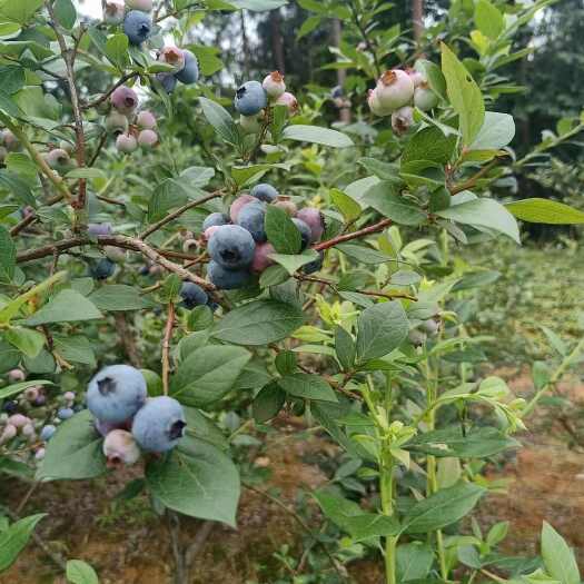 麻江县贵州麻江蓝莓，果大味甜，经过国家认证，种类丰富。