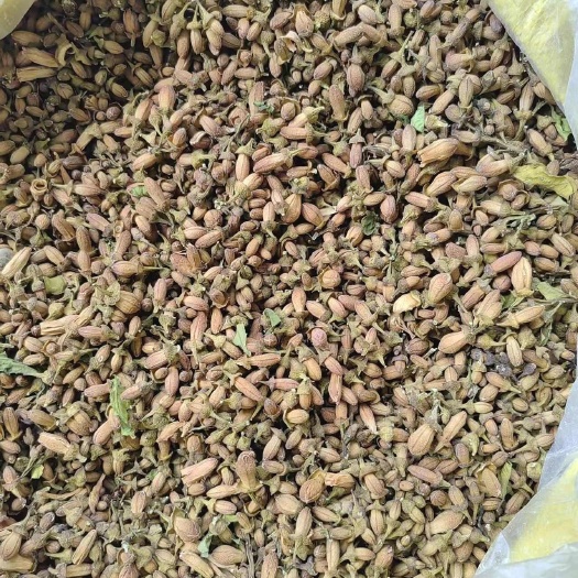 重庆市佛手干花