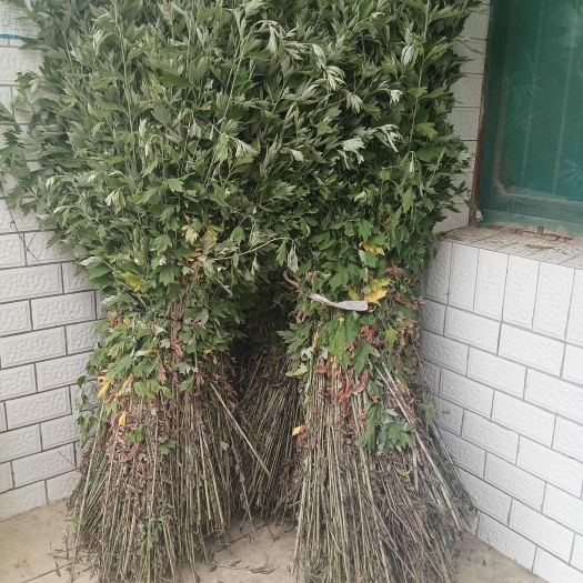 蕲春县端午节艾草艾叶李时珍蕲艾